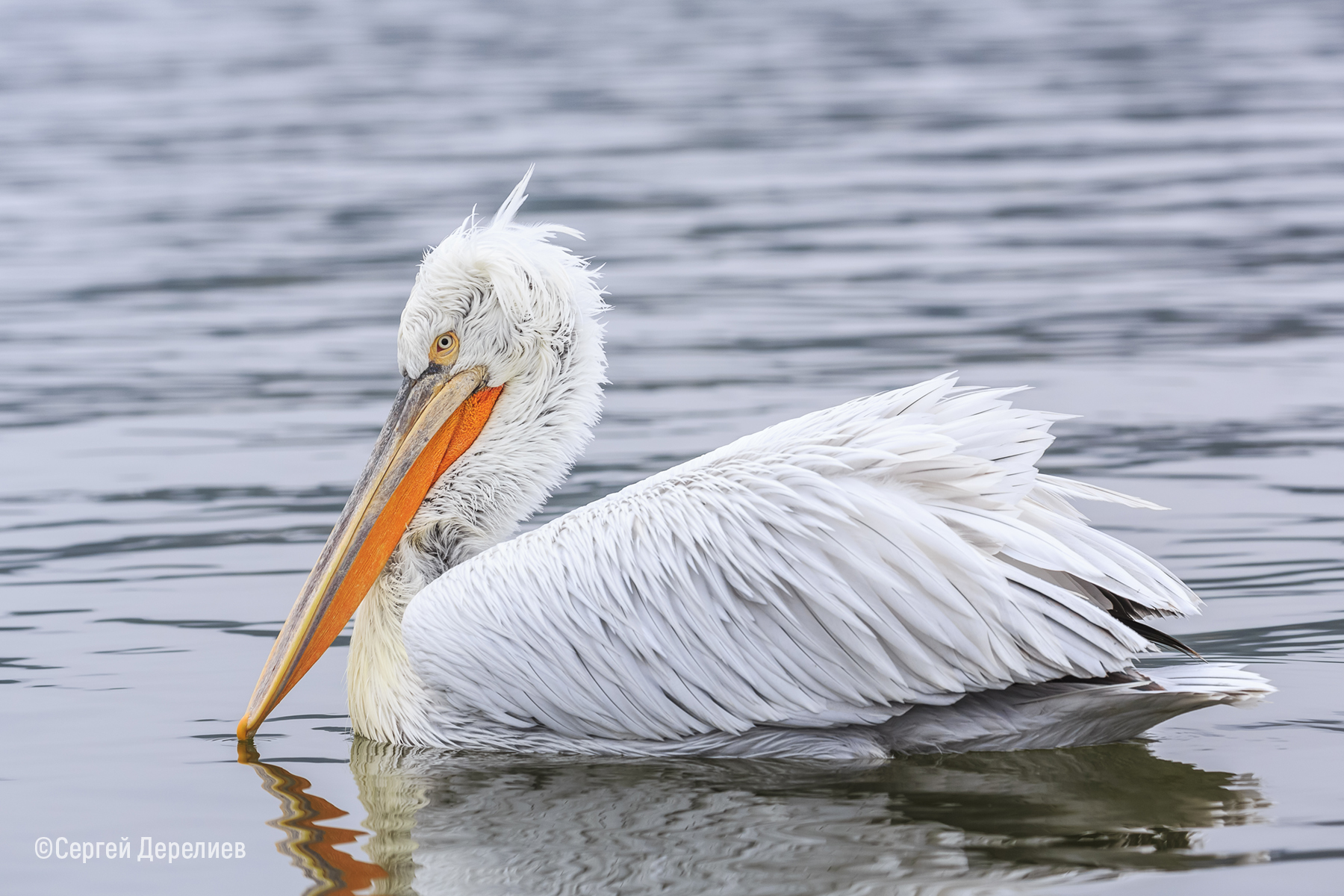 Dalmatian Pelican 